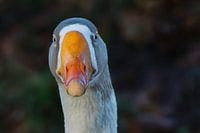Gänseporträt