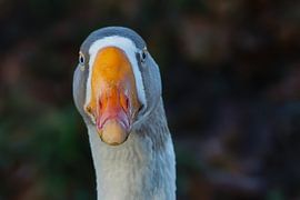 Portrait d'oie sur Peter Beks