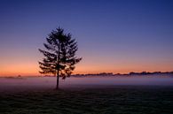 Der Baum bei Sonnenaufgang von Koos de Wit Miniaturansicht