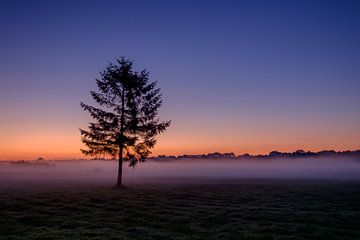De boom bij zonsopgang van Koos de Wit
