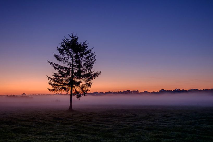 Der Baum bei Sonnenaufgang von Koos de Wit