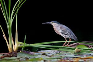 Der geduldige Fischer: Little Green Heron