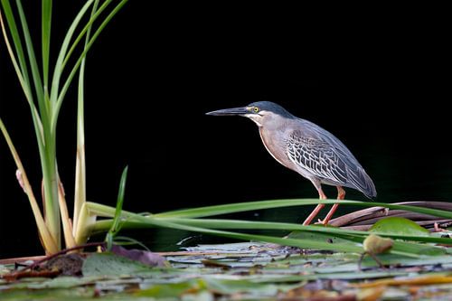 Le pêcheur patient : Petit Héron vert