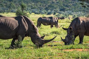 Drei Breitmaulnashörner in der Wildnis Afrikas