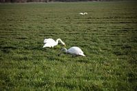 Deux cygnes dans une prairie de l'Emsland