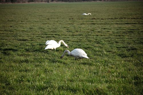 Twee zwanen op een weiland in Emsland