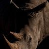 Neushoorn in close-up, Namibië van The Book of Wandering