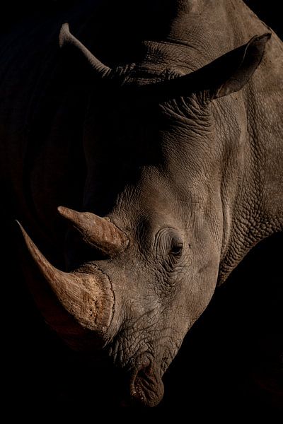 Neushoorn in close-up, Namibië van The Book of Wandering