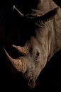 Neushoorn in close-up, Namibië van The Book of Wandering thumbnail