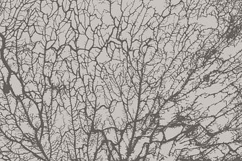 The soul of the forest gray