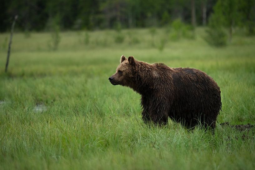 Braunbär auf offener Ebene in Finnland von Fotografie by NH