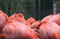 Flamingo's van EnWout thumbnail