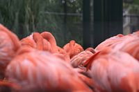 flamingos