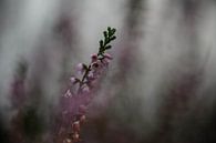 launische Heidekrautpflanze von Tania Perneel Miniaturansicht