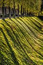 Baumgrenze auf der Festung der friesischen Stadt Dokkum im Herbst von Harrie Muis Miniaturansicht