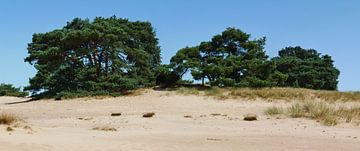 Pins sylvestres sur une dune de sable. sur Wim vd Neut