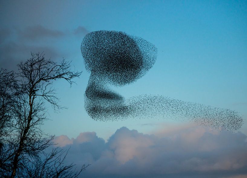 Sternchentanz von Harry Punter