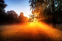 Vondelpark Morgensonne
