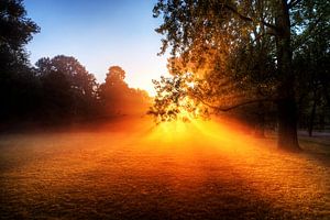 Soleil matinal du Vondelpark sur Dennis van de Water