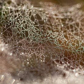 Spinnennetz mit Morgentau von Ester Ammerlaan