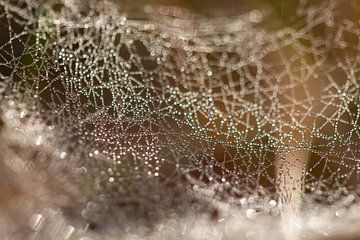 Spinneweb met ochtenddauw van Ester Ammerlaan