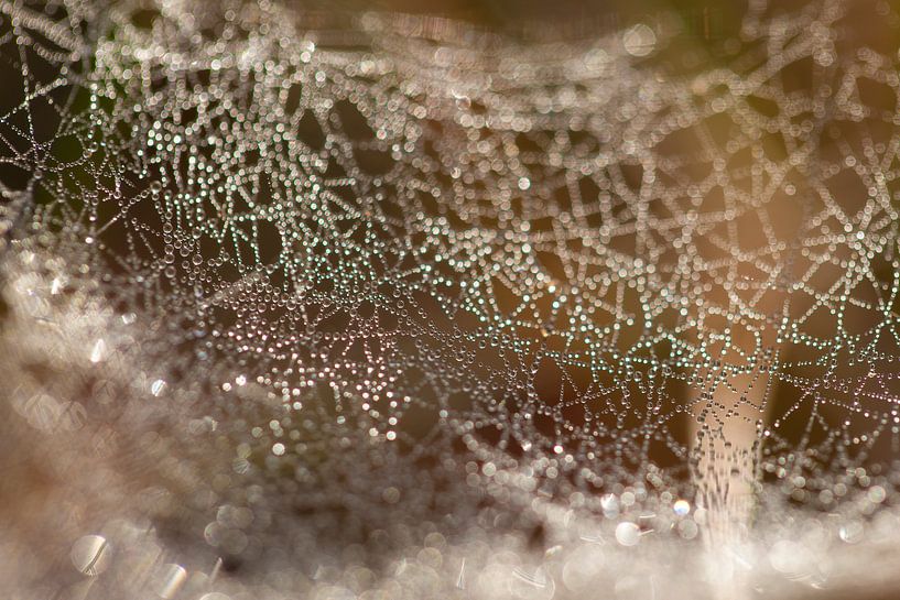 Spider web with morning dew by Ester Ammerlaan