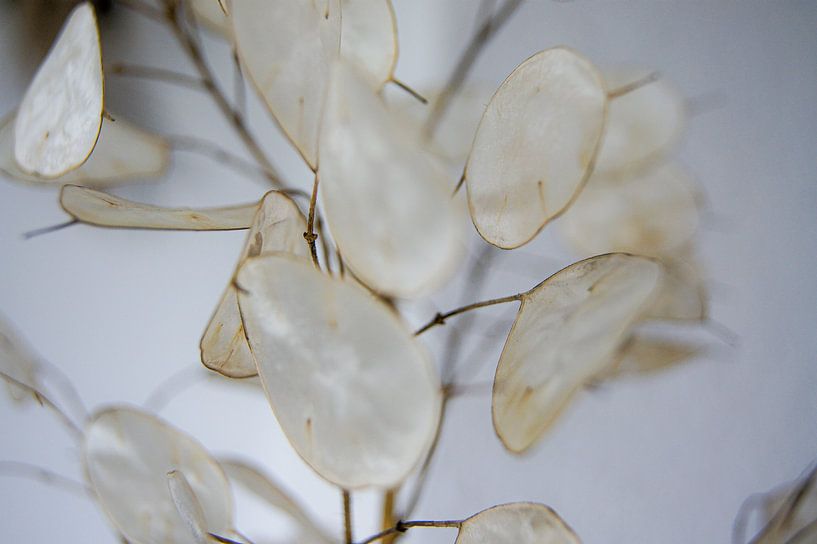 Judas Penny Makro von Niek Traas