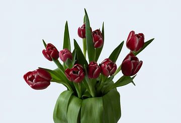 Tulpen lichte bg kleur van BAM