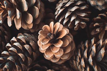 Tenon variety by Poster Art Shop