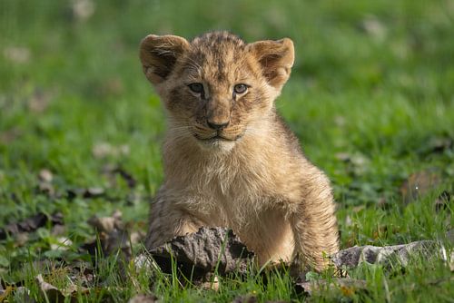 Schattige jonge leeuw