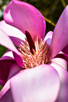 rosa Blüte