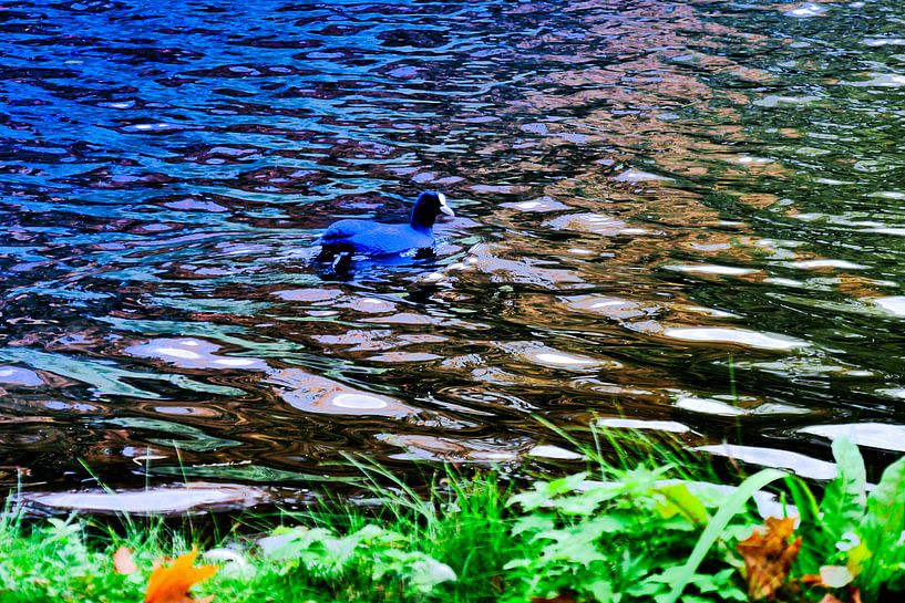 Utrecht - Oiseau aquatique du Wilhelminapark par Wout van den Berg