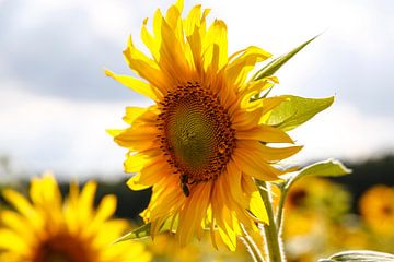 Sunflower van Erich Werner