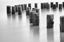 Tree trunks in the water by Jan van der Vlies