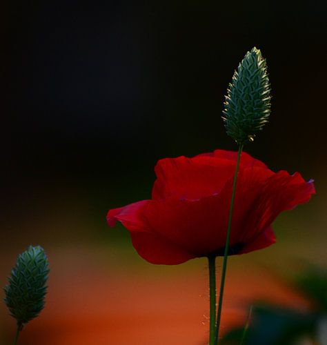 Le coquelicot, au crépuscule