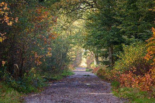 Drents Friese Wold in herfstkleuren