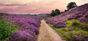 Fußweg über blühende Heideflächen, Posbank, Niederlande