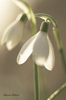snowdrop