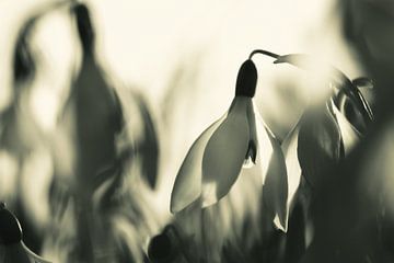 snowdrops in sepia by Leny Silina Helmig