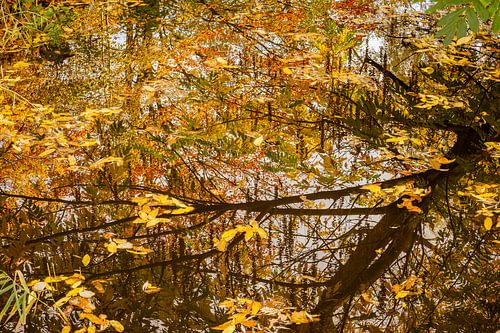 De gevallen bladeren