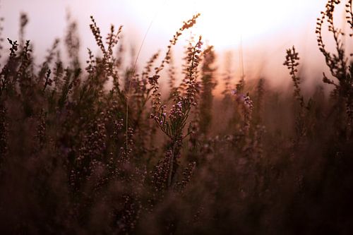 heide in de ondergaande zon