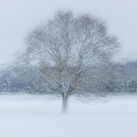 Solitaire Boom 2 van Léonie's Art Gallery