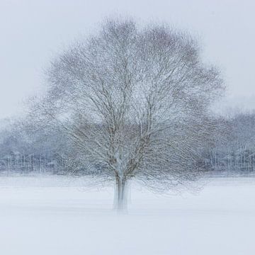 Solitaire Boom 2 by Léonie's Art Gallery