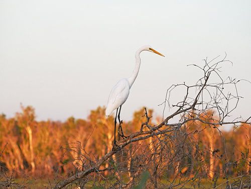 Zilverreiger, wetlands, noorden van Australie