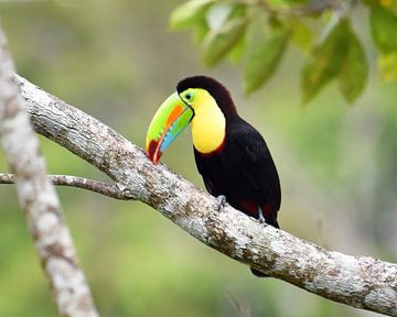 Oiseaux du Costa Rica : Toucan à bec jaune (Toucan à poitrine soufrée) sur Rini Kools