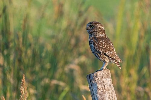 Little owl on pole by Rando Kromkamp