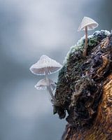 Pilz im Winter
