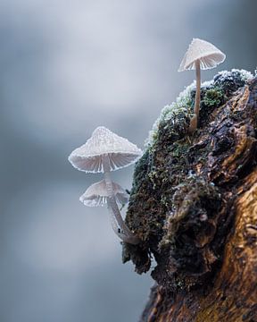 paddenstoel in winter van eric brouwer