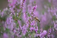 bruyère avec abeille