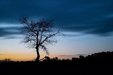 Silhouet van een boom van Mark Bolijn